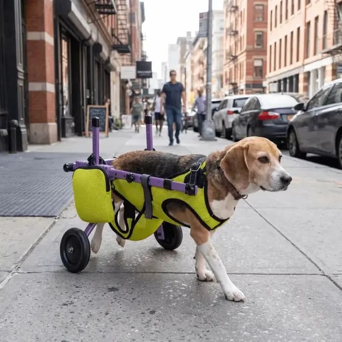 Fauteuil roulant réglable pour chien